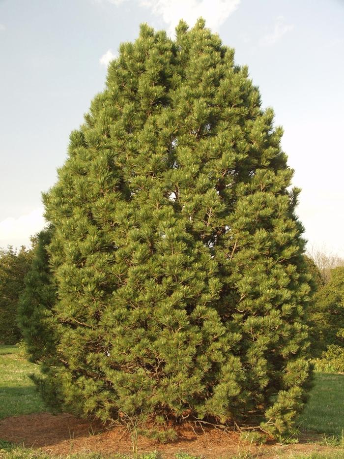 Pinus cembra 