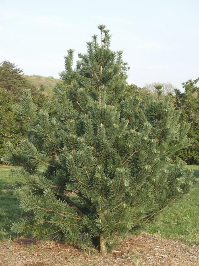 Pinus flexilis Vanderwolfe