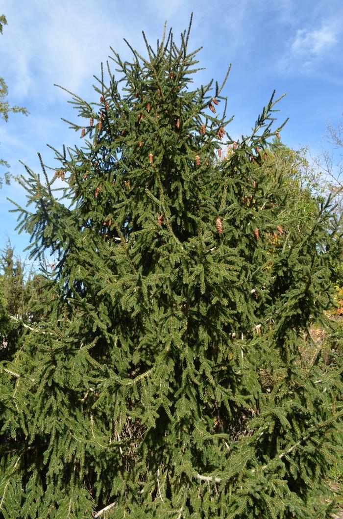 Picea orientalis Aureospicata