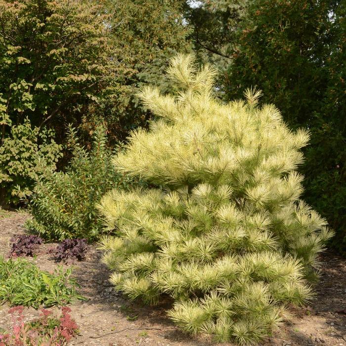 Pinus parviflora Ogon