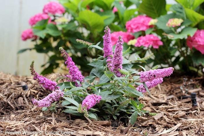 Buddleia Lo & Behold® Pink Micro Chip