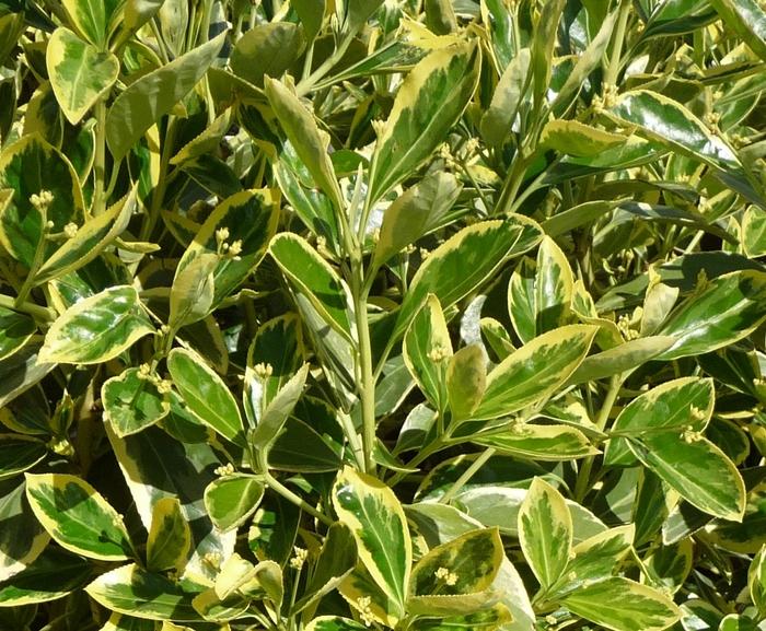 Euonymus japonicus Silver King