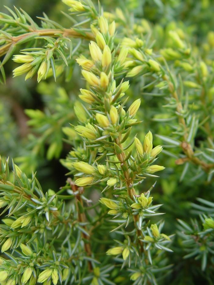 Juniperus communis depressa Blueberry Delight®