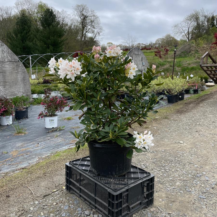 Rhododendron catawbiense Cunningham's White