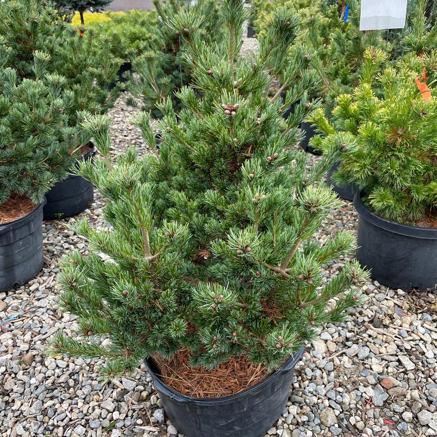 Pinus parviflora Azuma-goyo