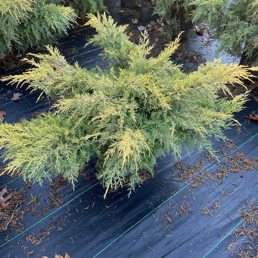 Juniperus chinensis Gold Lace
