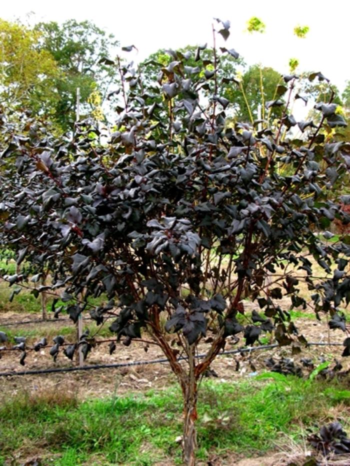 Physocarpus opulifolius Diabolo®