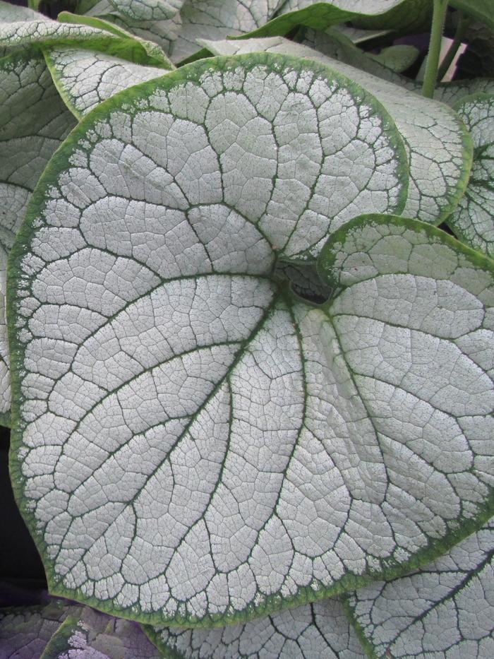 Brunnera macrophylla Silver Heart