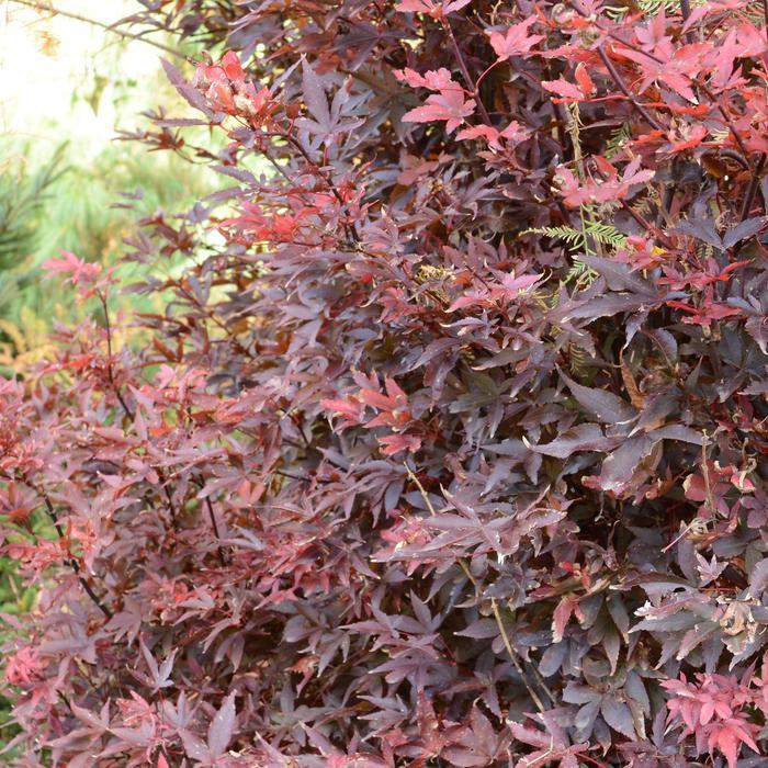 Acer palmatum Twombly's Red Sentinel
