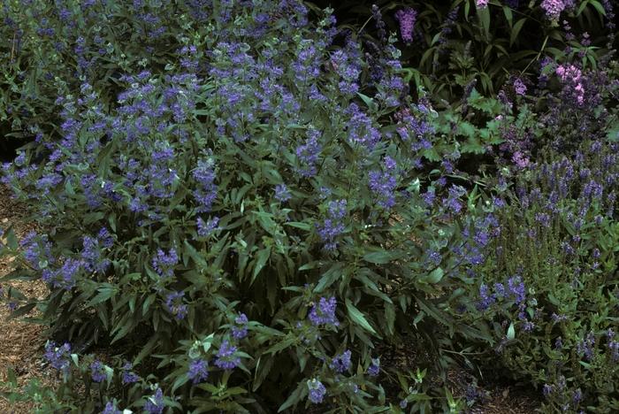 Caryopteris x clandonensis Longwood Blue