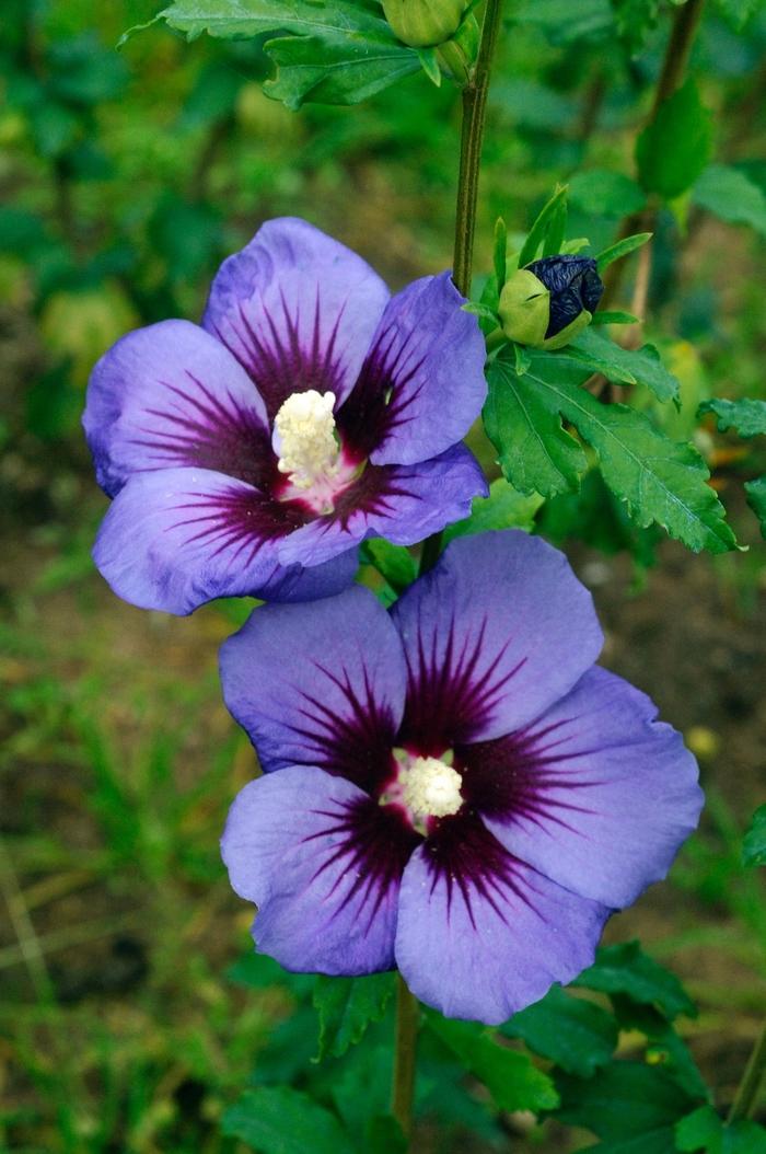 Hibiscus syriacus First Editions® Hawaii™