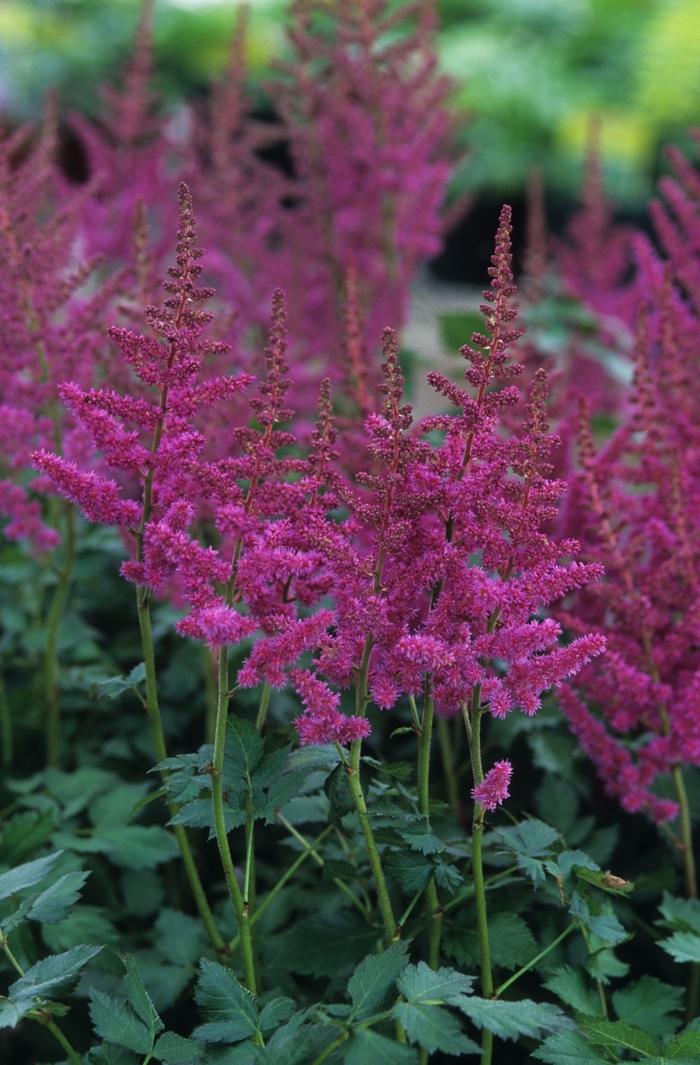 Astilbe chinensis Visions in Red